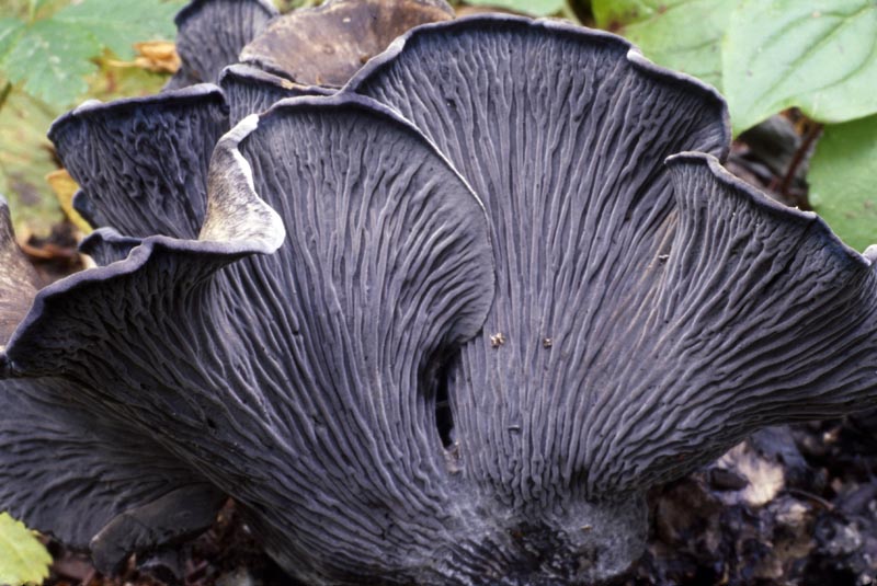 Polyozellus purpureoniger